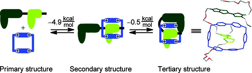 Protein analogy